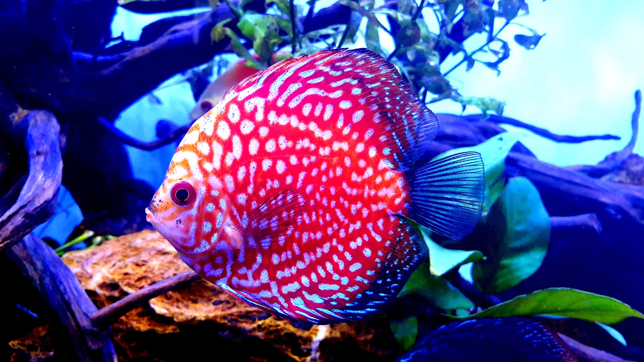 Discus Fish 4K HD Wallpapers