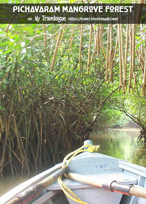 Pichavaram Mangrove Forest Pinterest