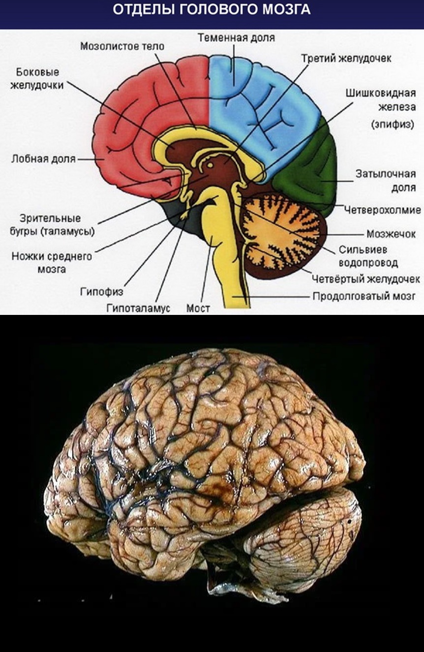 Укажите названия головного мозга. Отделы головного мозга теменная лобная. Лобные и теменные доли мозга.