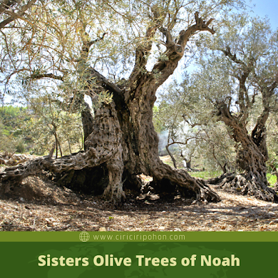 Sisters Olive Trees of Noah