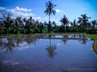 Irrigating Rice Fields Landscape On A Sunny Day In The Clear Blue Sky North Bali Indonesia