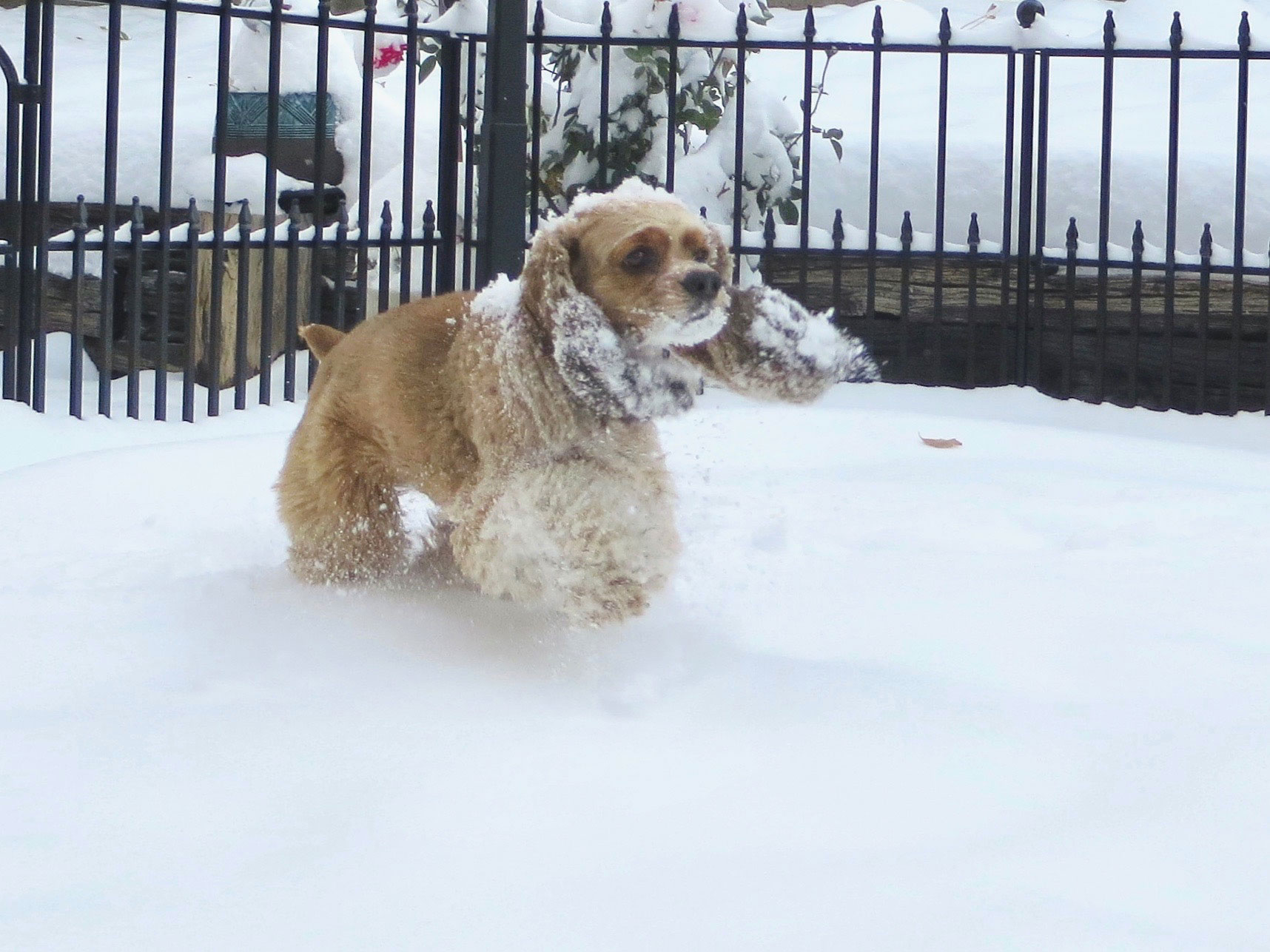 My Dog Chloe & Me Why Do Dogs Love Snow?
