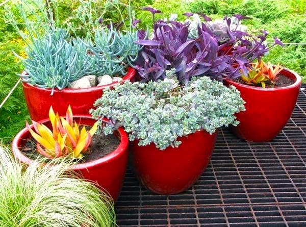 Colorful pots for our indoor plants