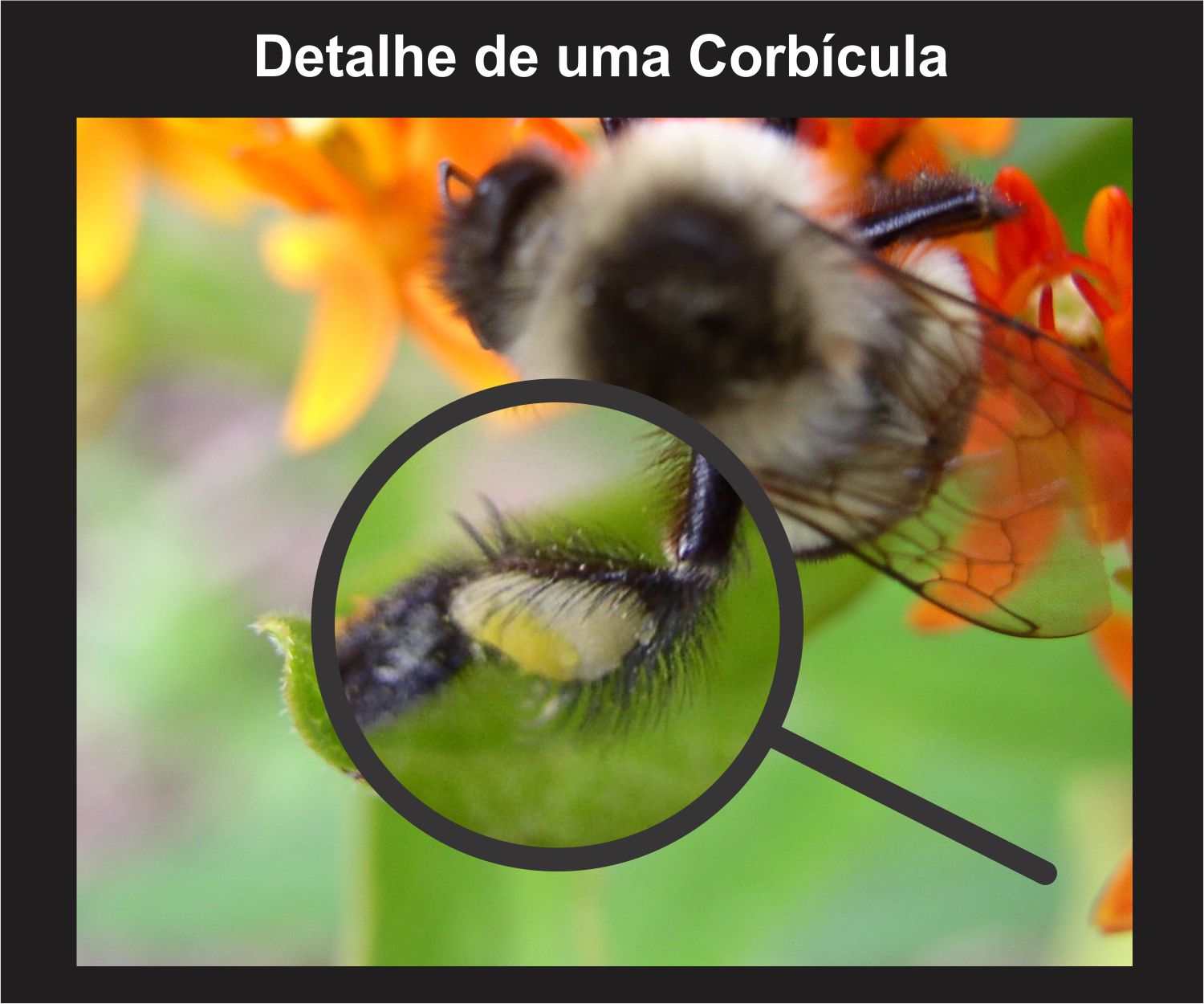 Bee News Guia para Iniciantes Morfologia das Abelhas