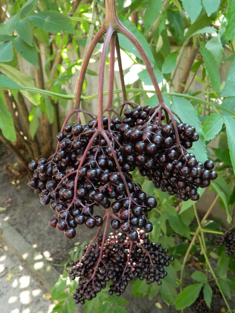 American elderberry Sambucus canadensis ecological gardening by garden muses-a Toronto gardening blog