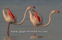 Khijadiya-Bird-Sanctuary-jamnagar-gujarat