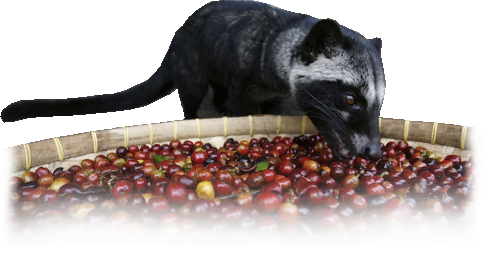 kopi luwak bandung