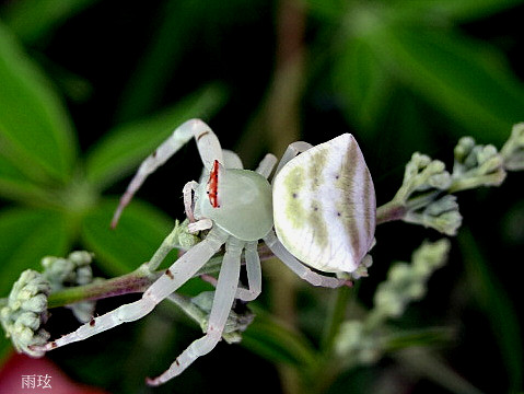 雨玹的昆蟲世界 三角蟹蛛