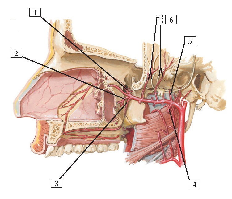 Maxillary Artery Anatomy