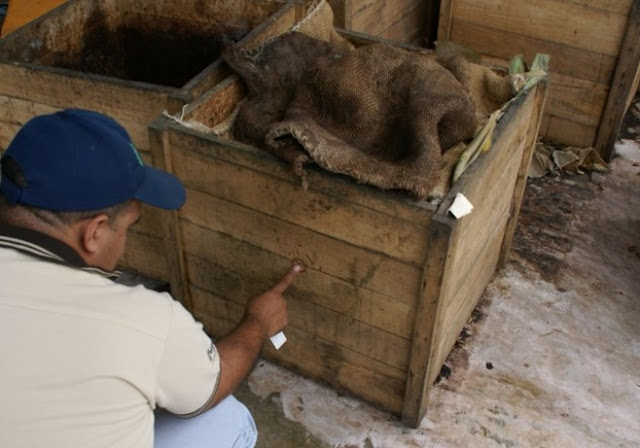 Fermentación de cacao en cajones de madera. Preparación de cajones para fermentar cacao.