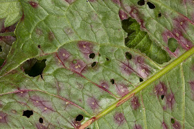 Underside of a leaf of Broad-leaved Dock, Rumex obtusifolius, with marks of insect attack. Joyden's Wood, 12 May 2012.