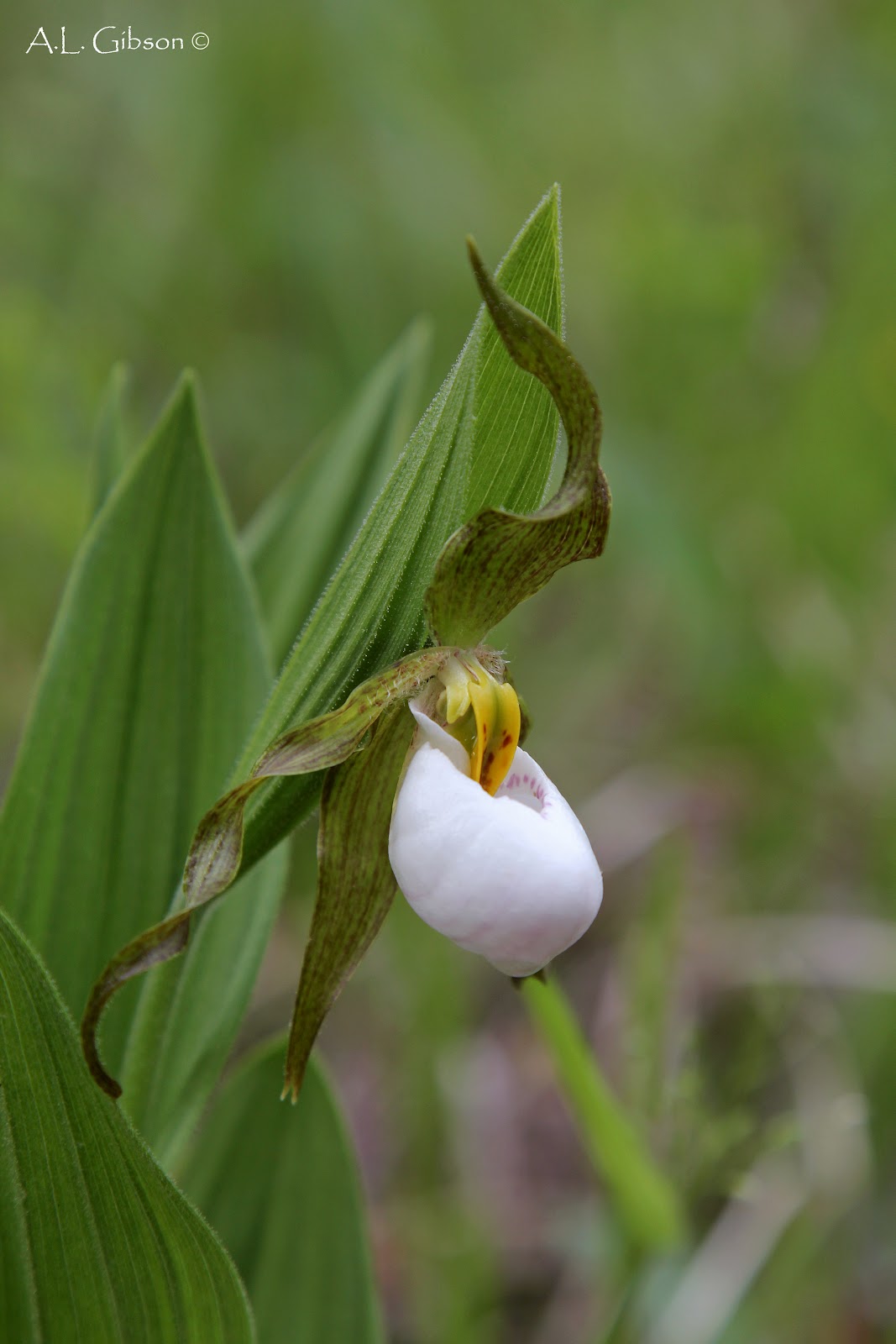Orchids of Ohio and the Midwest Cypripedium candidum