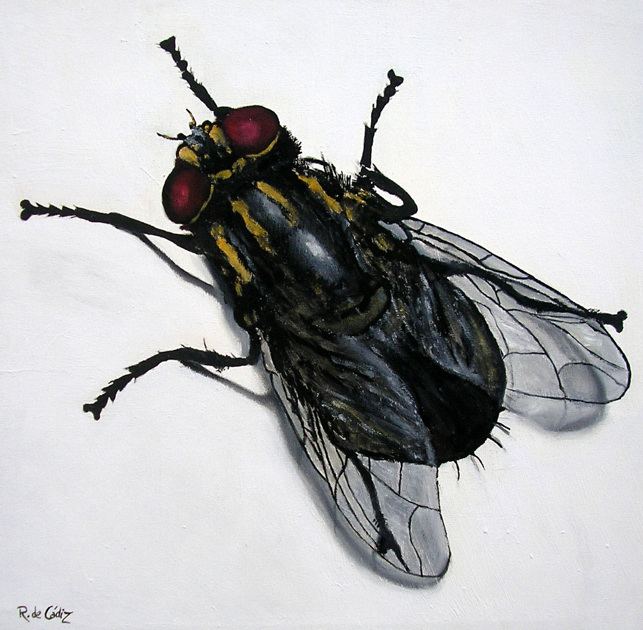 Толстая муха. Муха дзюзюка. Изображение мухи. Муха для детей. Муха (насекомое).