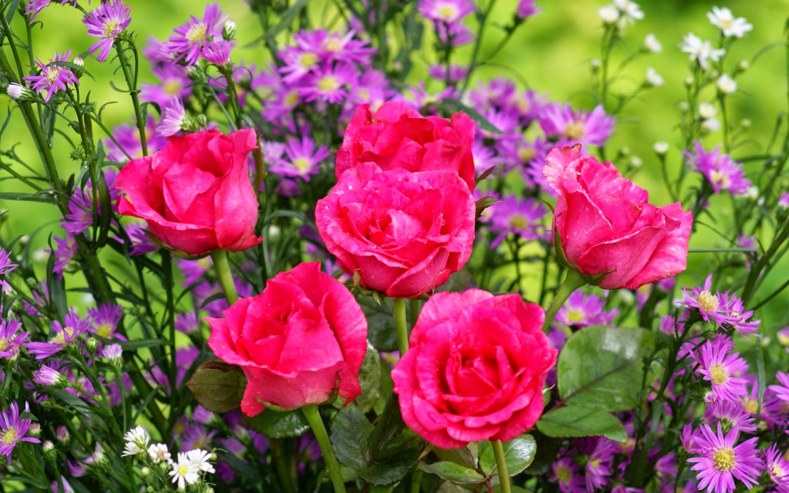 LA NATURALEZA FLORES LAS ROSAS