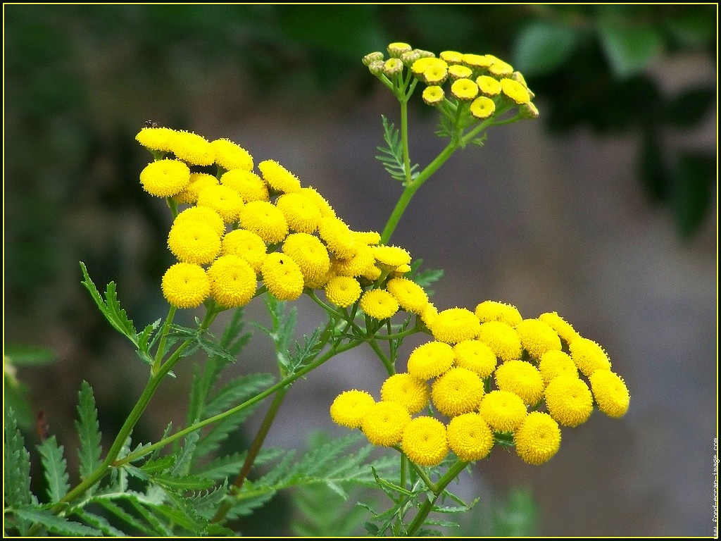 Encontro com a Natureza SABEDORIA DIVINA