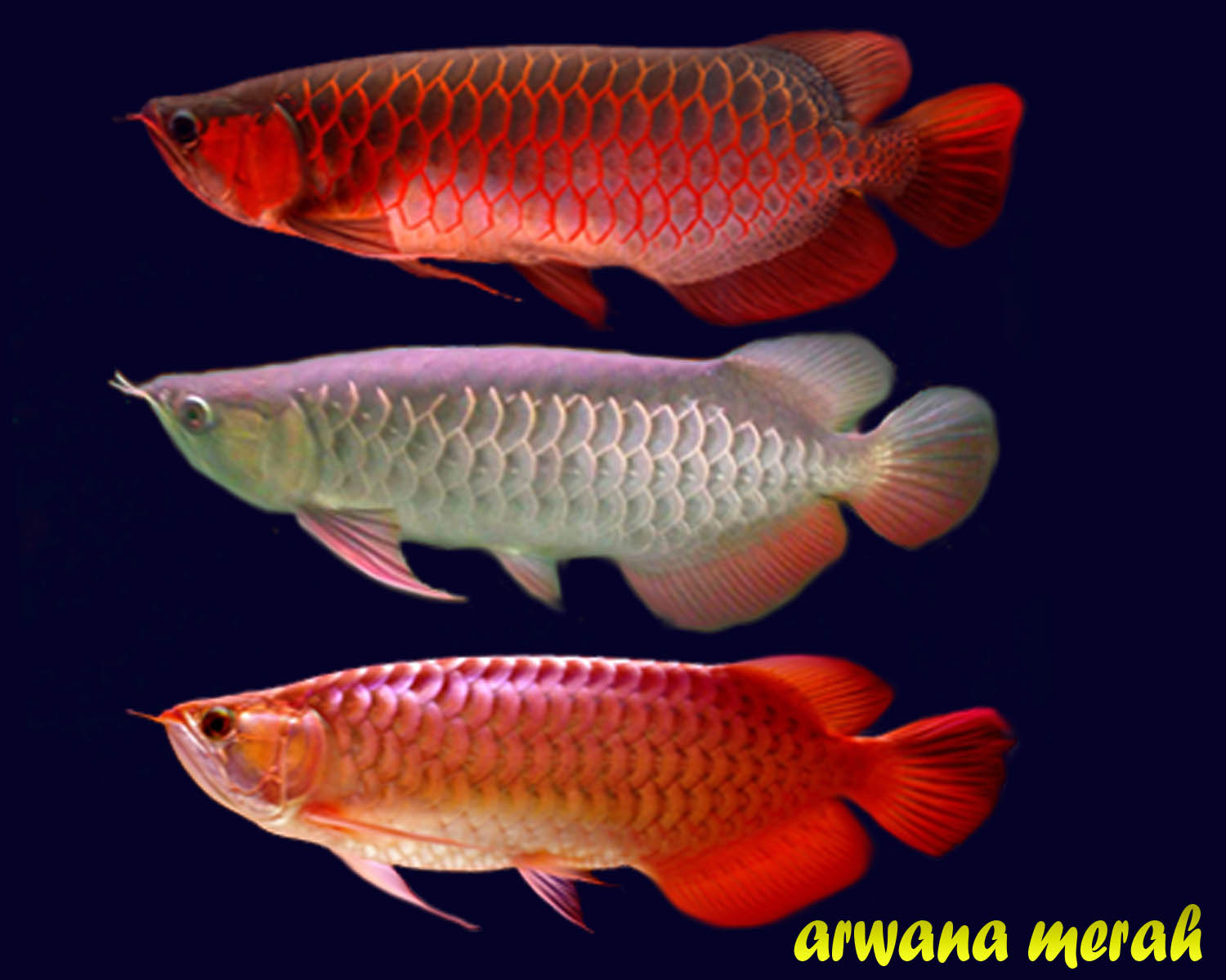 Semua tentang Ikan Hias Air Tawar: Arwana Super red – si merah dari