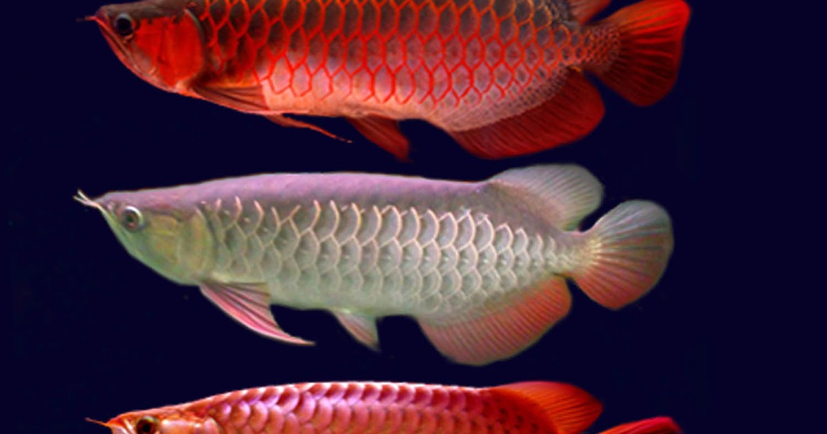 Semua tentang Ikan Hias Air Tawar Arwana Super red si merah dari jpg (1200x630)