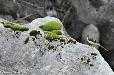 Cuereta torrentera (Motacilla cinerea)