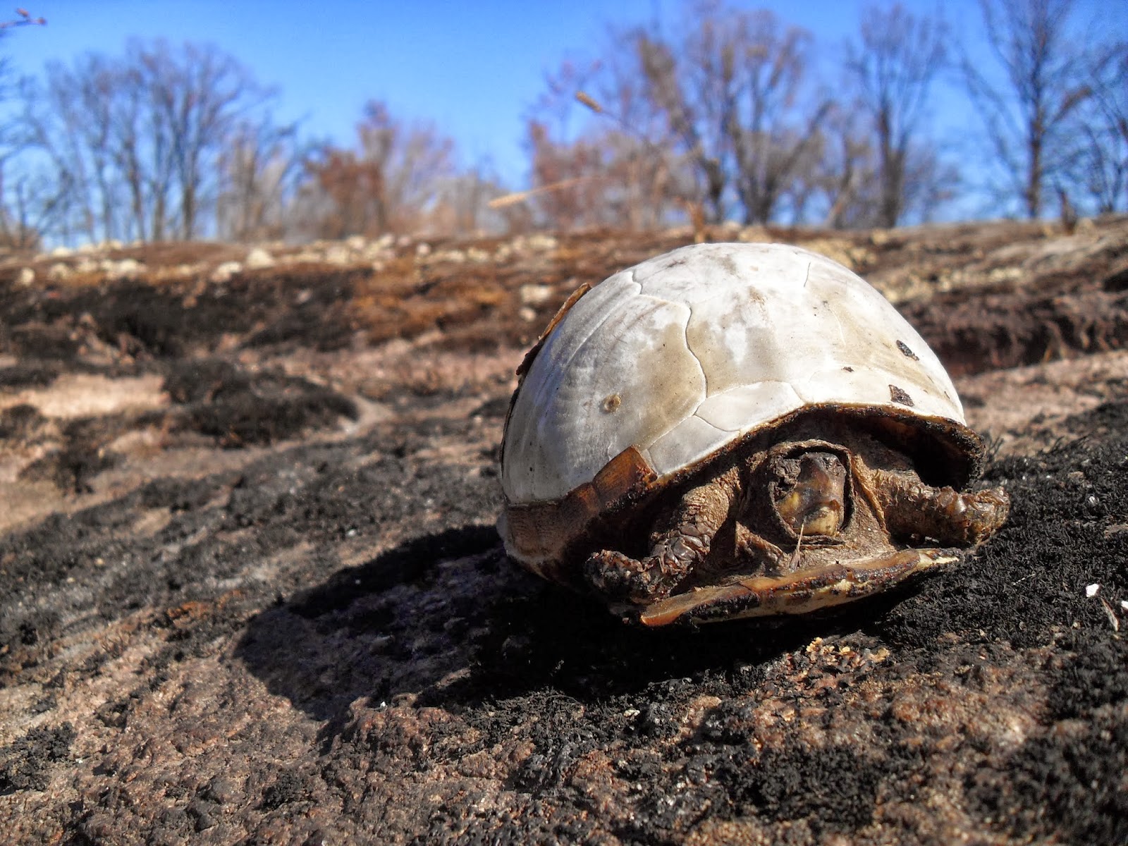 Honest Ab: Evolution and Related Topics: The Ecology of Disaster and ...