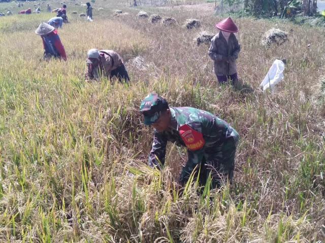 Babinsa Klaten Turun Ke Sawah Dampingi Petani