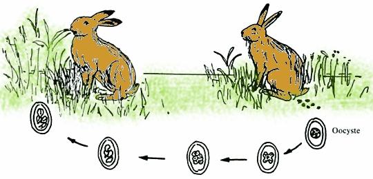سؤدد الأمراض الطفيلية التي تصيب الأرانب الطفيليات الداخلــــية
