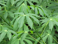 manfaat dan khasiat daun singkong