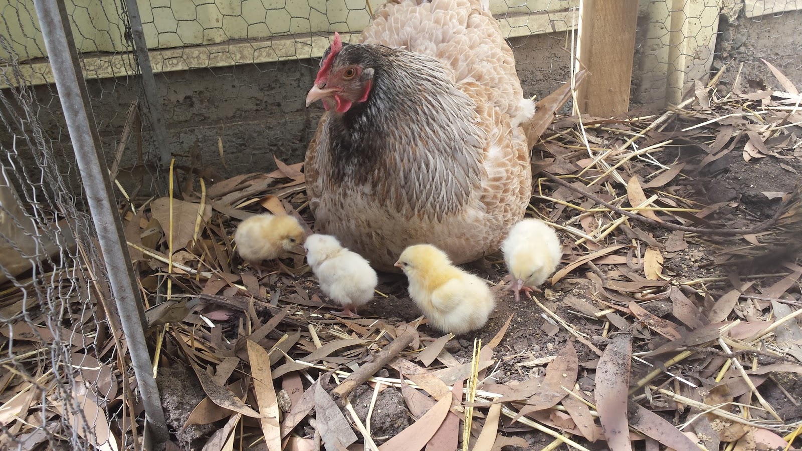 Setting fertile eggs under a broody hen... our experiance!