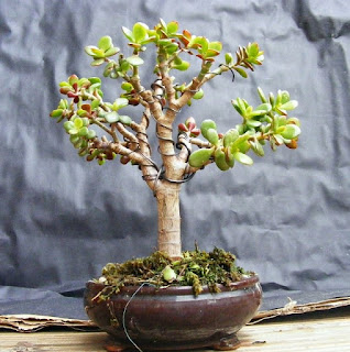 Jade Bonsai tree 