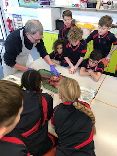 5A AND 5D DISSECT LUNGS, Copthill School