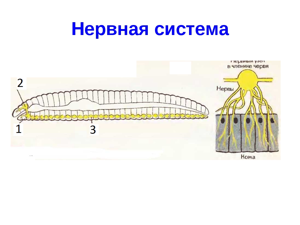 Нервная система кольчатых червей таблица. Тип кольчатые нервная сис. Тип кольчатые черви нервная система. Нервная система многощетинковых червей. Нервная система кольчатых червей состоит.