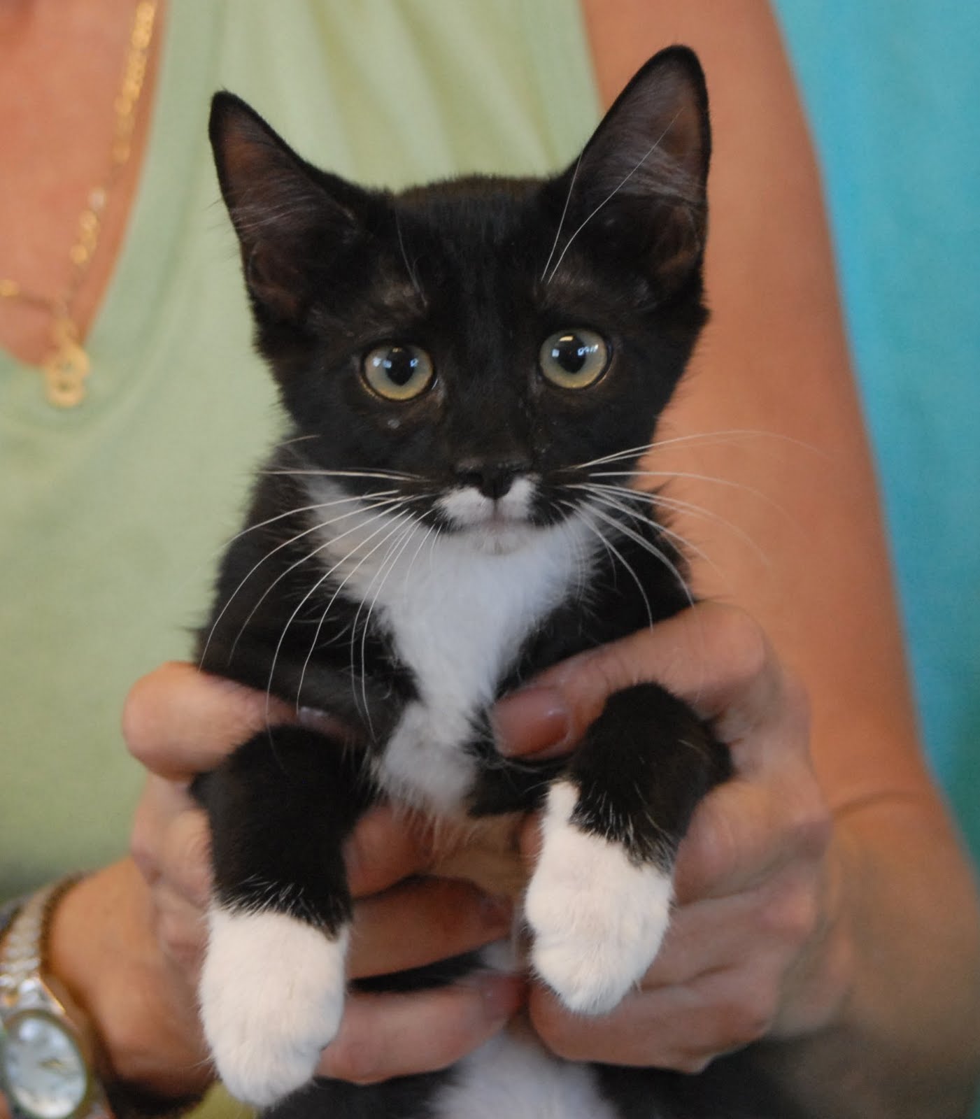 3 Baby Boys Debuting For Adoption Today June 9
