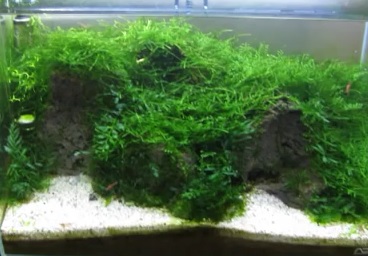 Tanaman Spiky Moss Aquascape Alam Ikan