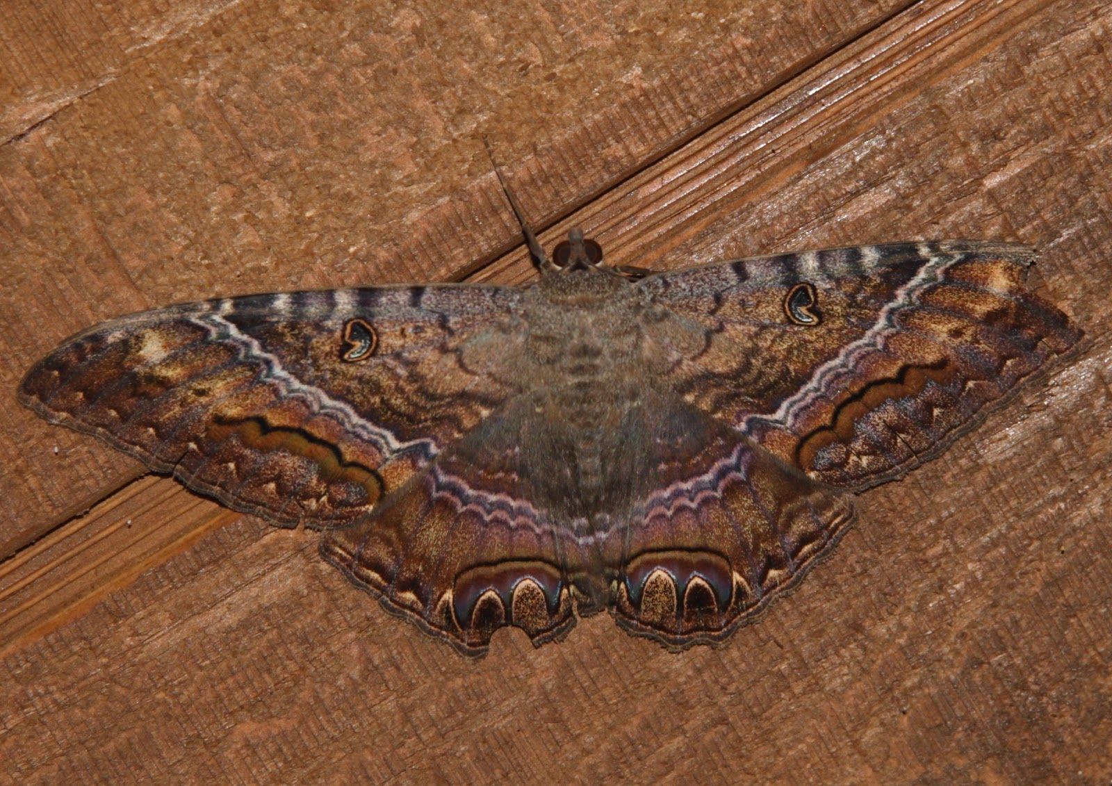 NatureWatch Mariposa de la Muerte