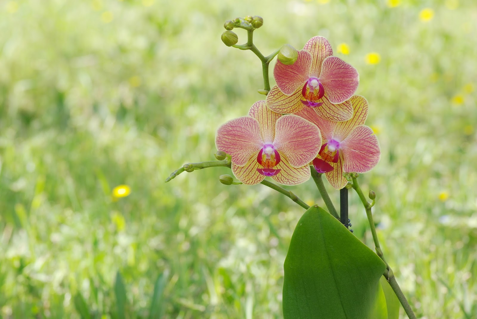 Faire refleurir les orchidées (phalaenopsis)
