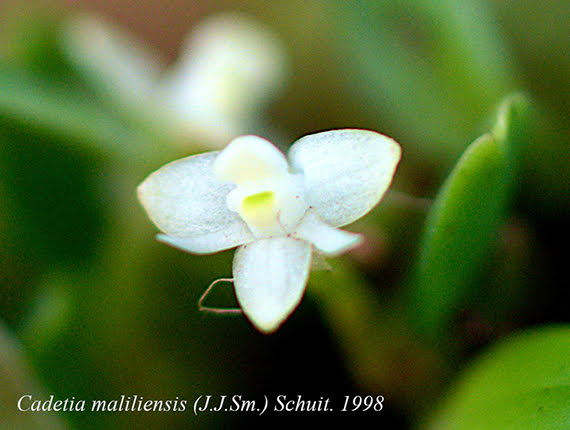 Dendrobium maliliense