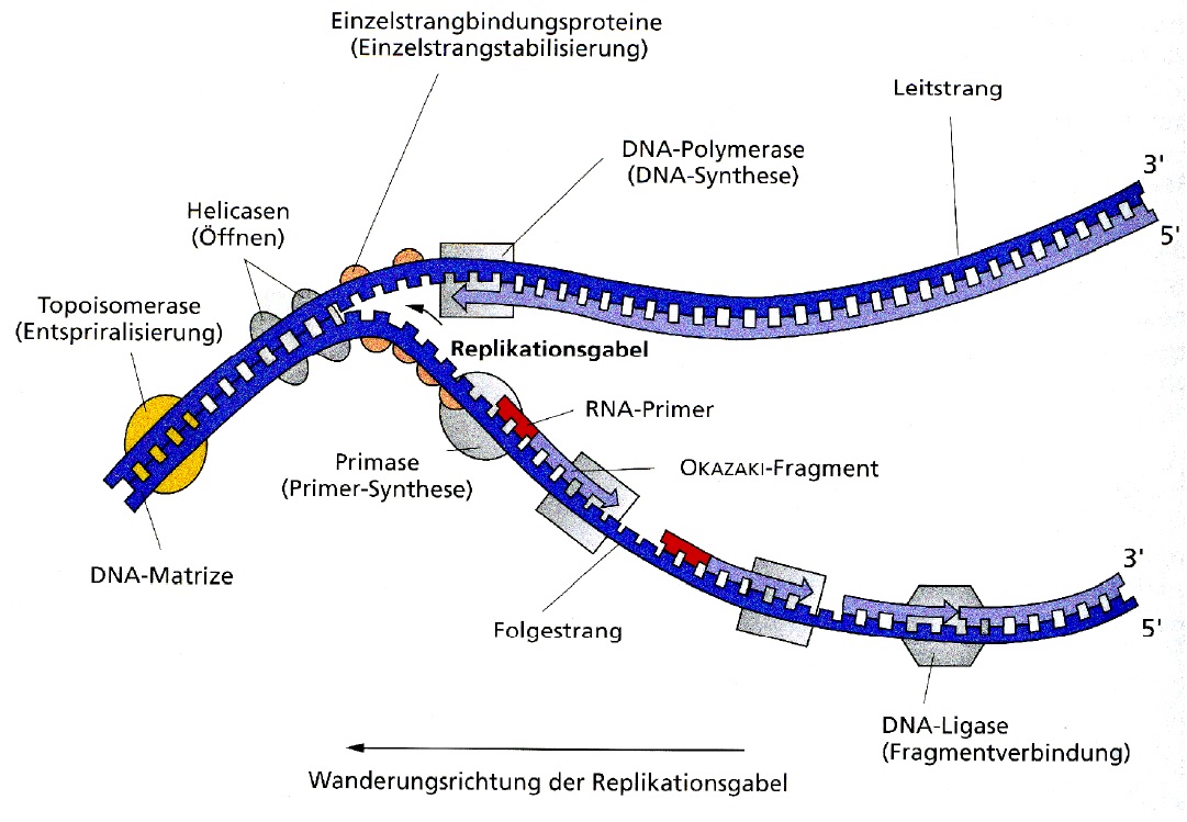 Molekularer Mechanismus Der Dna Replikation