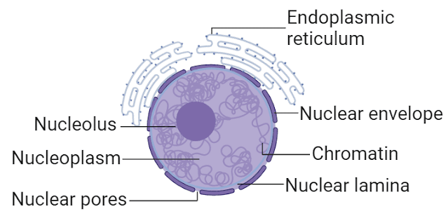 structure and fucntion of nucleus