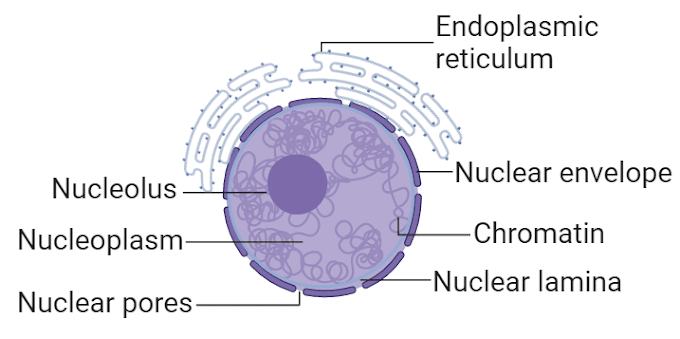 Nucleus Function | Structure and Diagram