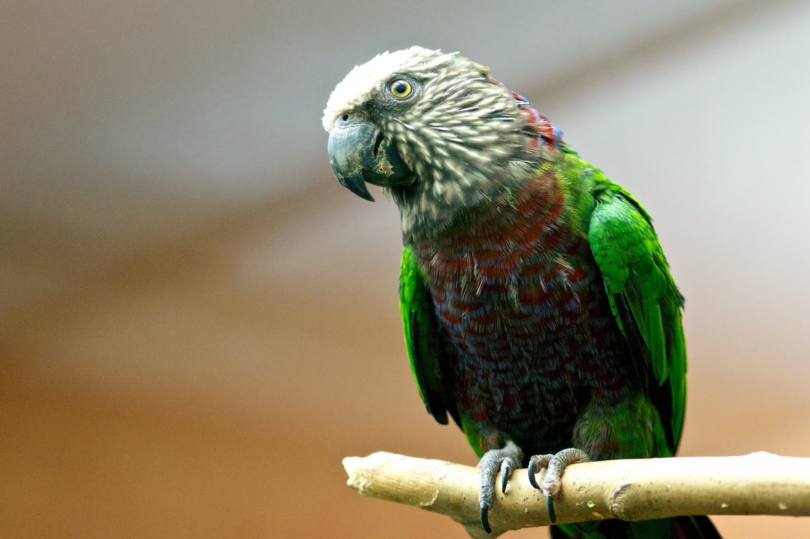 Papagaio-de-Coleiro (Deroptyus accipitrinus)