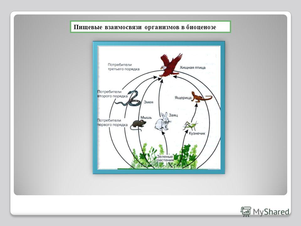 Схема пищевой цепочки биологический круговорот. Экосистема пищевые взаимоотношения организмов. Пищевые цепи экосистемы. Трофические звенья в цепи питания. Пищевые связи в экосистеме.
