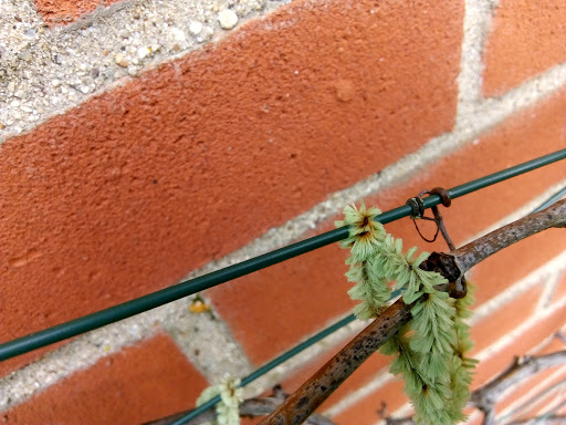 Rachel the Gardener: Product fail - pipecleaner plant ties