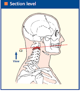 Head sectional anatomy