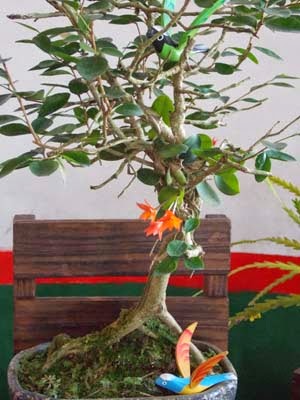 Orquídea em bonsai