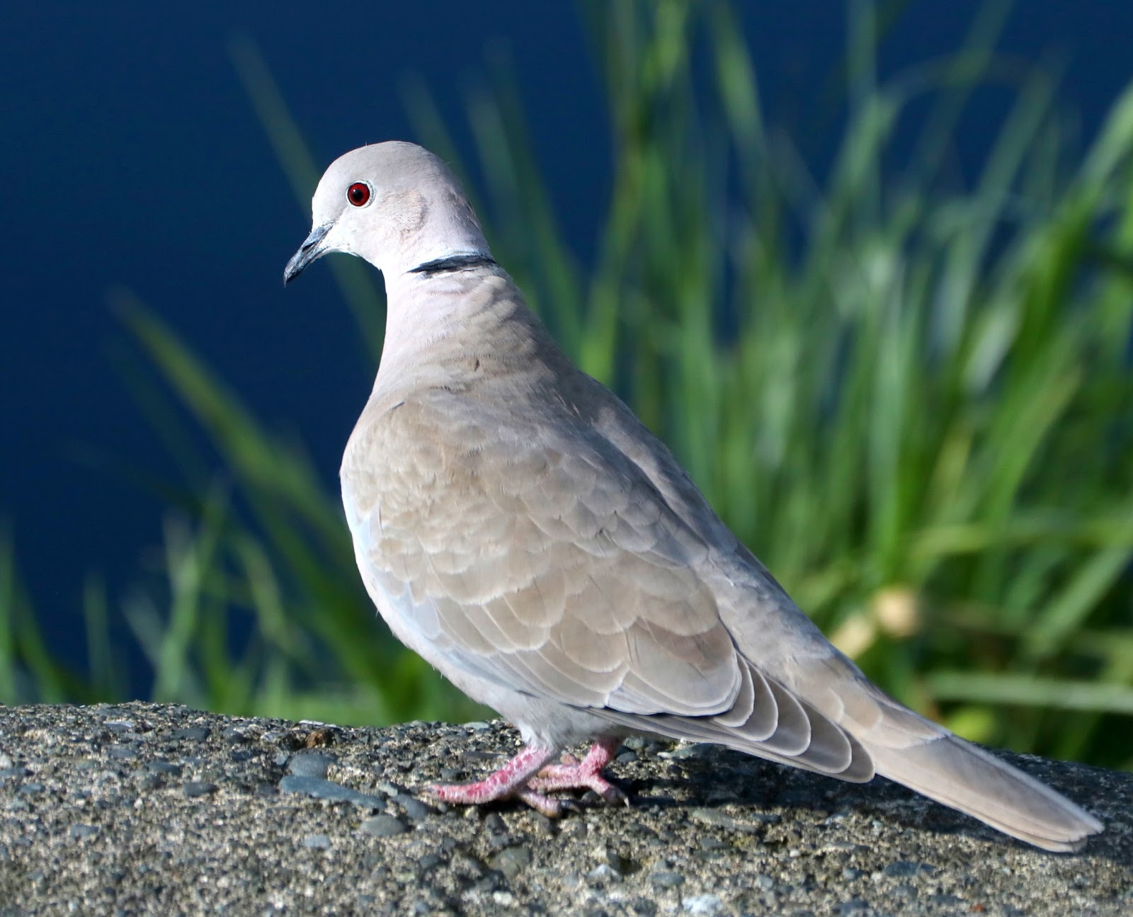 PhotoTonyG RingNeck Dove