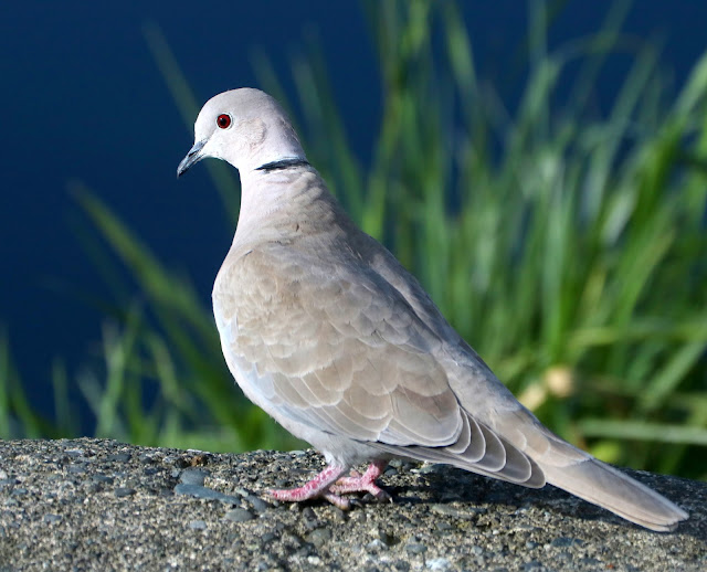 PhotoTonyG RingNeck Dove