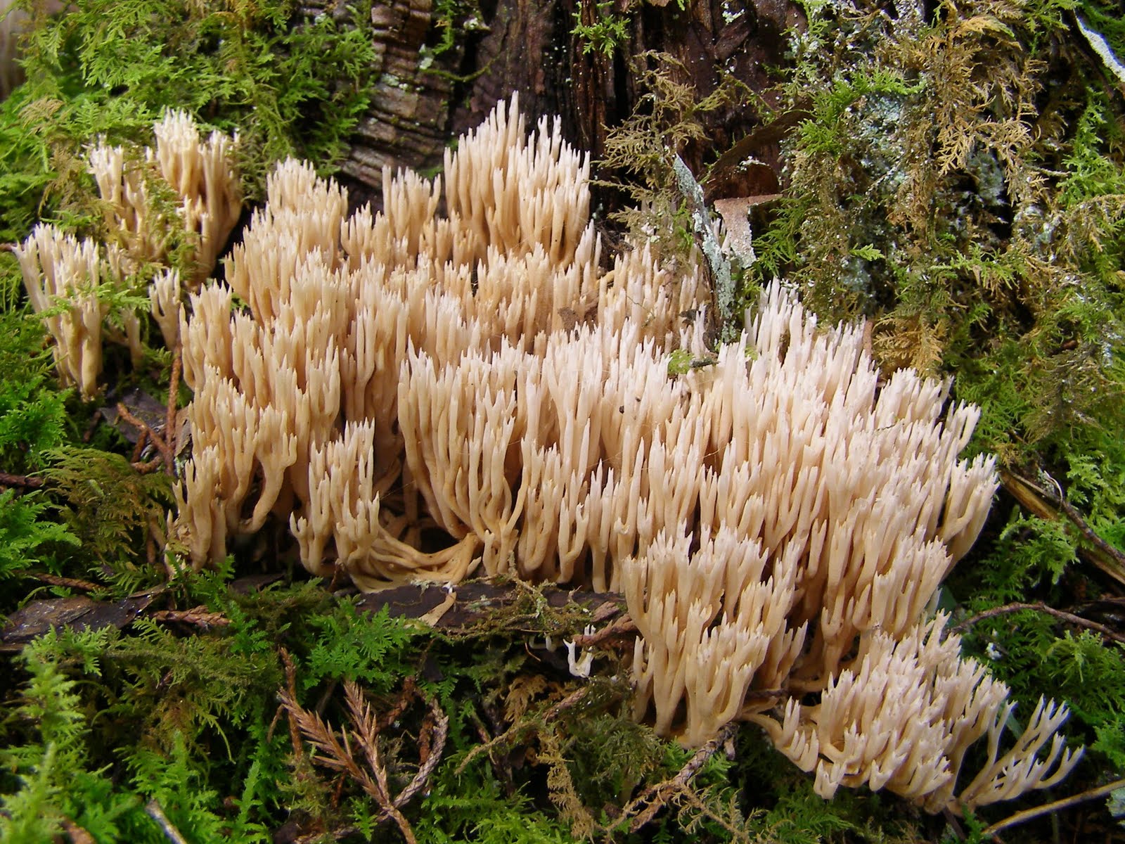 Blue Jay Barrens Coral Fungi