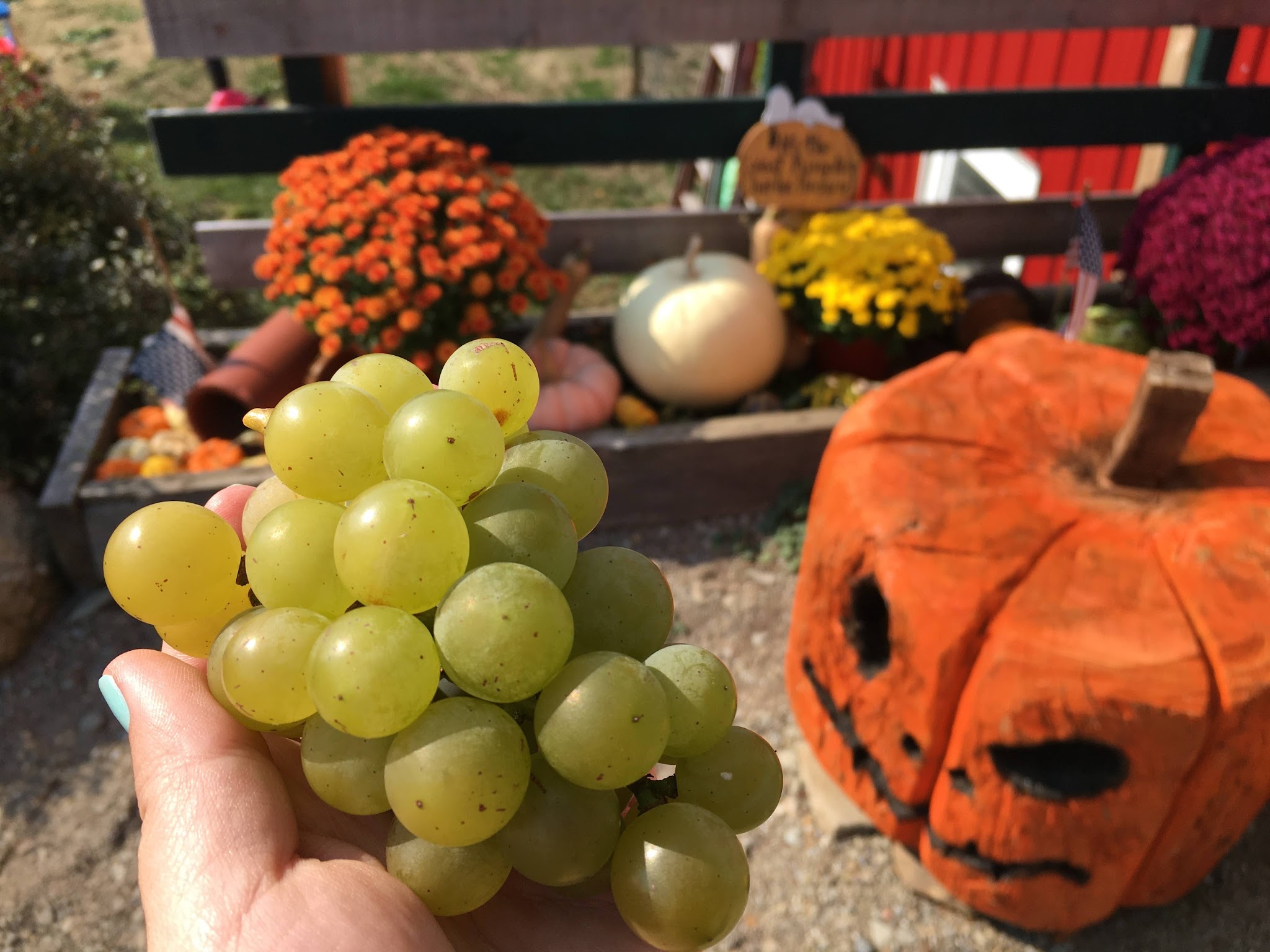 6 Tips to Harvesting Grapes The Western New Yorker