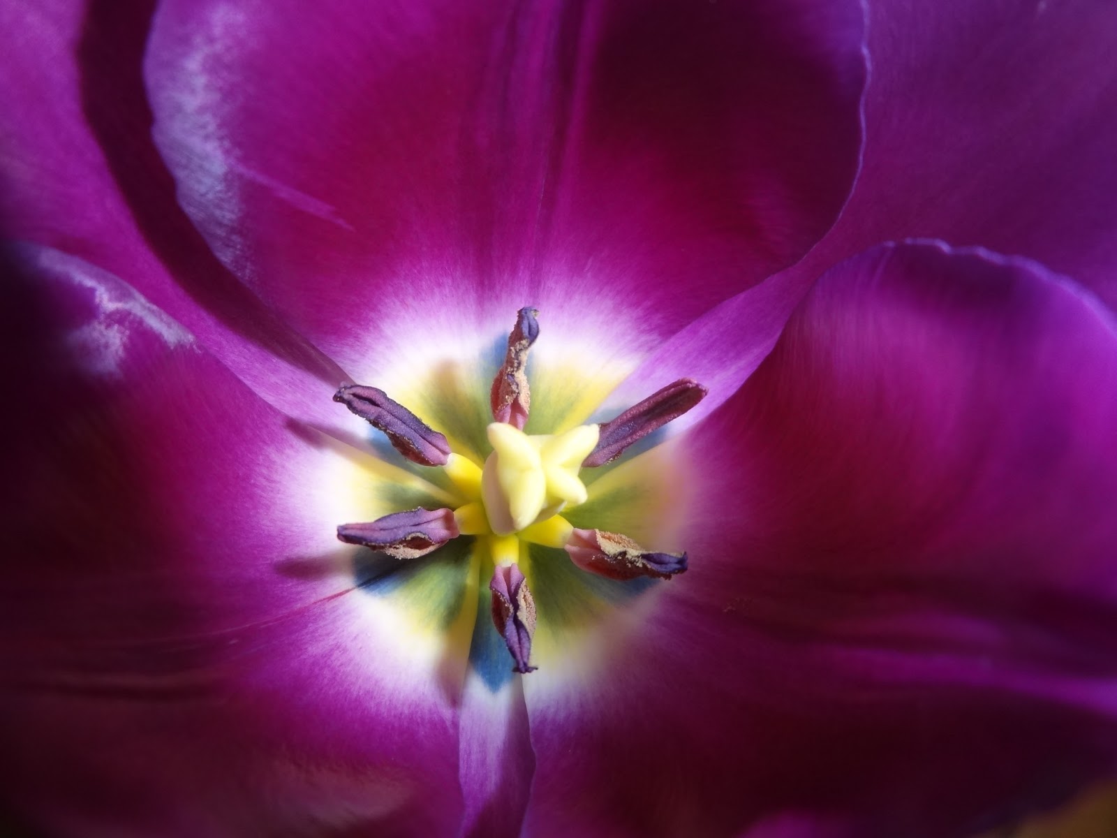 コンプリート 大人 っ ぽい 壁紙 Hd品質の最高の壁紙画像