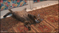 Hilarious Cat GIF • Funny cat reaction. He was chilling but suddenly someone rings the doorbell, haha