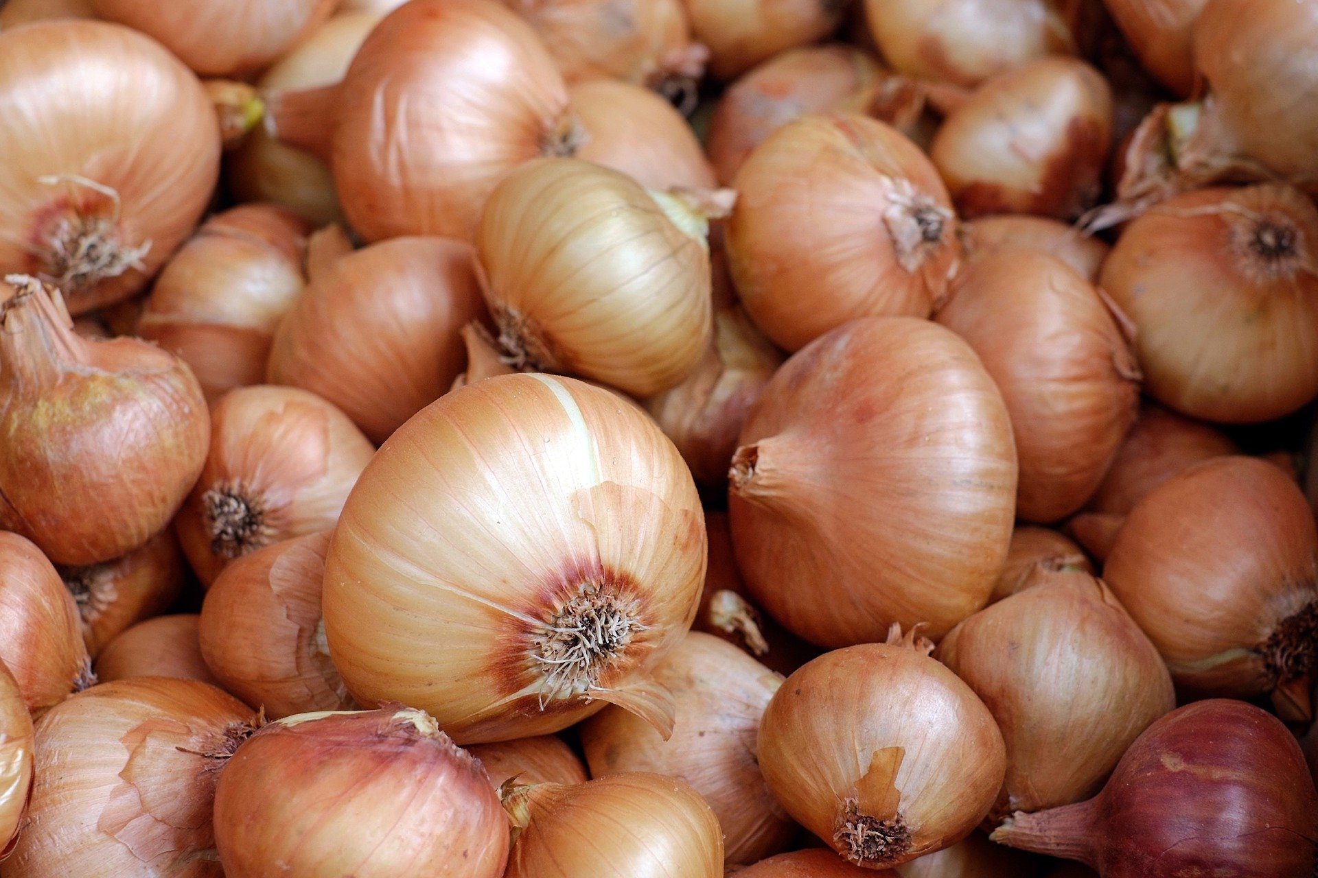 How To Do Organic Onions Farming In India